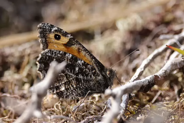 Ockerbindiger Samtfalter
